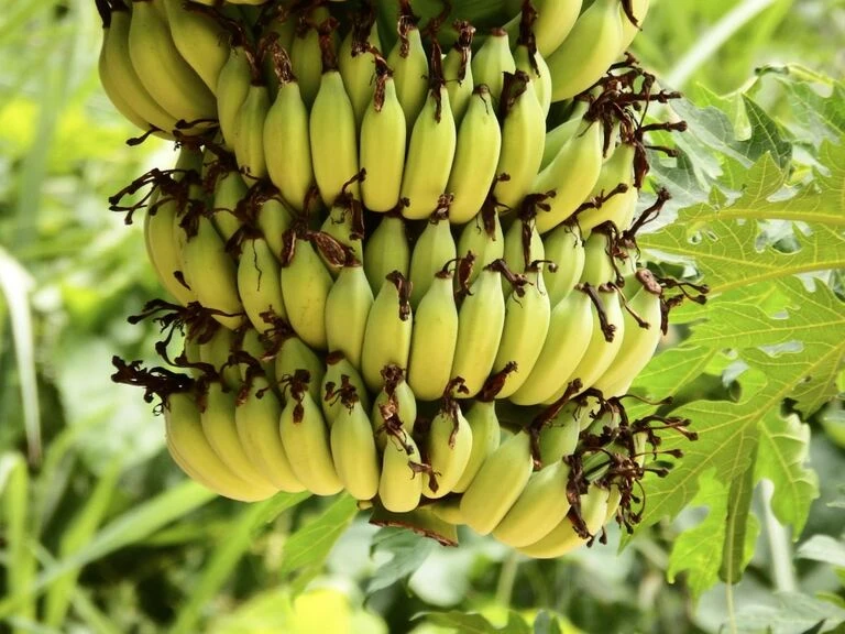 Heavy bunch of green bananas ripening on a tropical tree in a Kampot plantation