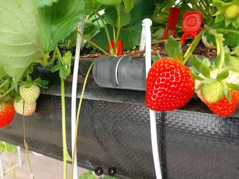 Strawberry Farm