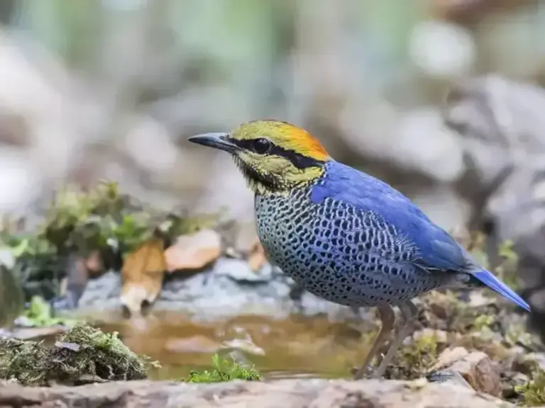 Preah Monivong Bokor National Park