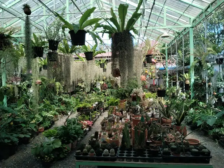Kedai & Kafe tumbuhan Cacti dan Planti