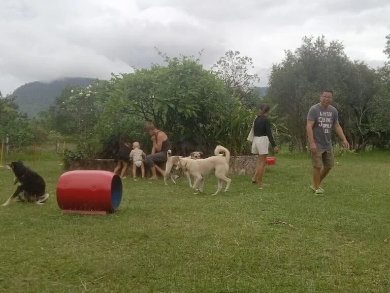 Centro canino PawSome