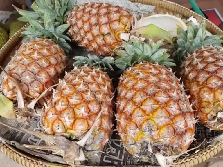 Freshly harvested pineapples
