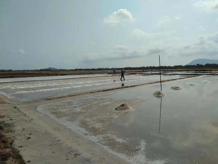 Quy trình thu hoạch ruộng muối
