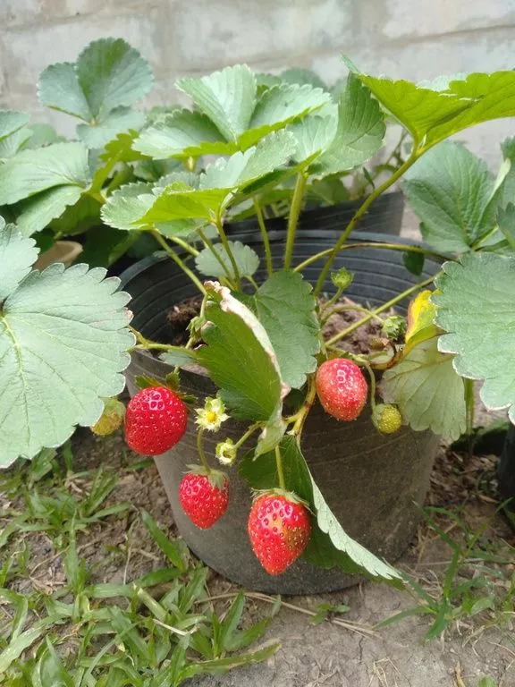 Buah stroberi